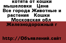 котята от кошки мышеловки › Цена ­ 10 - Все города Животные и растения » Кошки   . Московская обл.,Железнодорожный г.